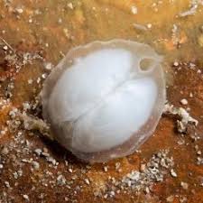 Image result for Galeomma