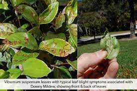 Ramorum, principal hosts such as camellia, rhododendron and viburnum for example. Downy Mildew Of Viburnum