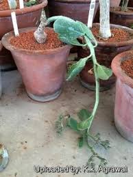 Image result for Monadenium crenatum