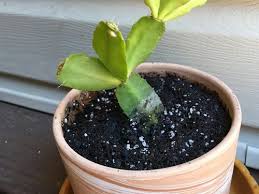My christmas cactus is in bloom, so i thought i'd share some pictures. Holiday Cactus Buds Not Opening Up