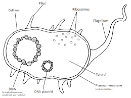 Some examples of prokaryotic organisms include the. 2 Prokaryotes Biology Libretexts