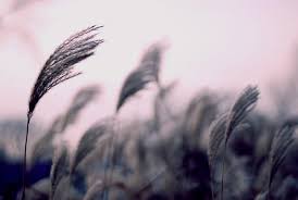 Kết quả hình ảnh cho cơn gió đầu mùa