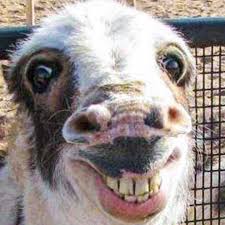 9 pieces bathroom wall art wall decor, funny vintage bathroom sign bathroom quotes sayings art prints bathroom posters for wall restroom bathroom decor pictures, unframed. Funny Animals Home Facebook