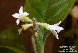 Image result for Psychotria kirkii