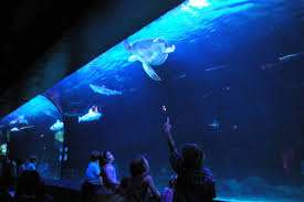 Vancouver aquarium is as entertaining as it is educational. Vancouver Aquarium At Risk Of Permanently Closing Raises 600k In Donations Abbotsford News