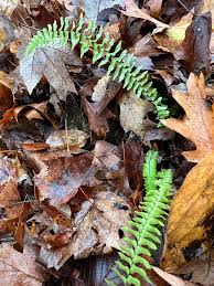 Image result for Aspleniaceae