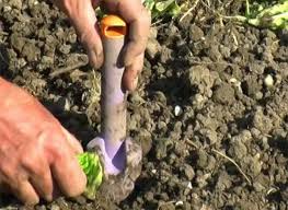 But to backtrack a bit here, legumes are generally defined as plants, which produce a pod, with seeds contained inside. Les Plantations Au Potager En Septembre Comment Repiquer Ses Legumes