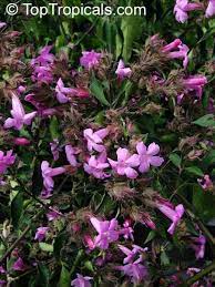 Pin On Acanthaceae