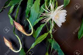 Two Buds And A White Blossom Of The Queen Of The Night Epiphyllum Stock Photo Picture And Royalty Free Image Image 141094419