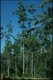 Image result for Eucalyptus grandis