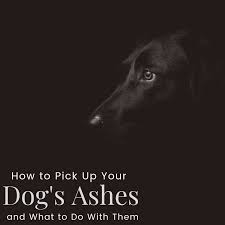 Burying the cremated ashes of your pet is also a popular option chosen by pet owners. Picking Up Your Dog S Ashes Can Be Difficult Pethelpful
