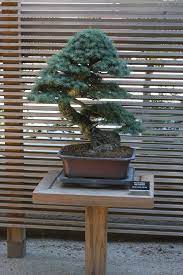 Bonsai Japanese Garden Portland Oregon 07 2018 Japanese Garden Plants Bonsai Tree