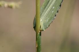Image result for Echinochloa ugandensis