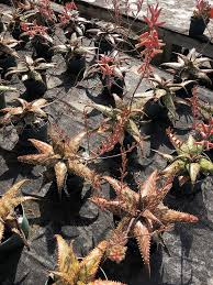 Image result for Dissotis peregrina