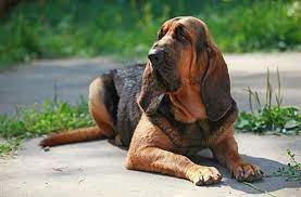 15 Dog Breeds With The Best Sense Of Smell Bechewy