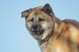 熊犬 ってどんな犬 猟をサポートしてきた熊犬の種類や歴史を詳しく紹介 mofmo dog breeds dangerous dogs akita dog