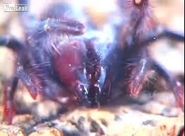 I guess camel spiders are squishy. Black Camel Spider Vs Giant Water Bug Interesting Fight Video Dailymotion