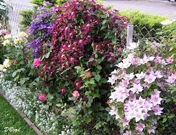 A chainlink fence transformed finegardening. Doing This Fence Plants Chain Link Fence Landscaping Along Fence