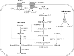 We did not find results for: Frontiers Formate Is Required For Growth Of The Thermophilic Acetogenic Bacterium Thermoanaerobacter Kivui Lacking Hydrogen Dependent Carbon Dioxide Reductase Hdcr Microbiology
