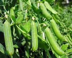 Peas in a pod the jpgs and pngs are high quality with a resolution of 300 dpi. When To Pick Peas
