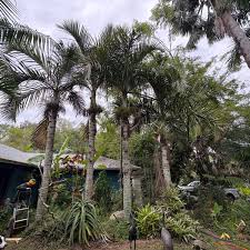 Image result for Hyophorbe indica