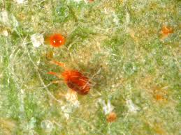 Image result for red mite