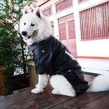 Pet Bonito Faux Leather Jacket For Dog Puppy Coat Pet Vest Dog Coats Puppy Coats Big Dogs