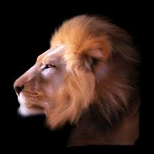 91166e74 Dans Gif Felins Lion Tete De Lion Gif Anime