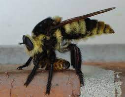 We did not find results for: Bee Killers Mallophora Bomboides Weidemann M Orcina Weidemann And M Nigra Williston