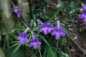 Image result for Streptocarpus sp.nov. aff. S. grandis