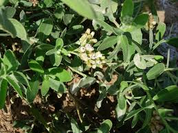 Image result for Pluchea dioscoridis