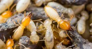 Most of the time, effective pest control involves the home you're already living in. Is Pest Control Required When Buying A New Or Older Home