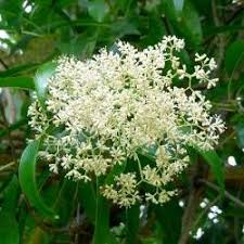 Image result for Nuxia floribunda