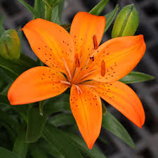Orange Asiatic Lily Lilien Pflanzen Taglilie Asiatische Lilien