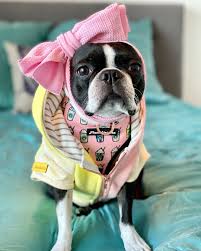 This will all be outlined in the sale agreement, so make sure to read it carefully. Boston Terrier Dog Breed All You Need To Know