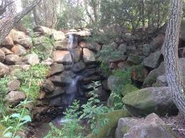 Image result for Sporobolus bechuanicus