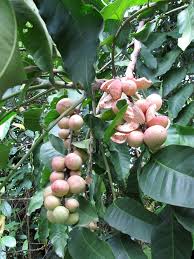 Image result for Aphanamixis