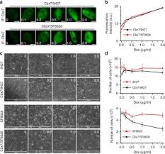 Live-cell single-molecule dynamics of PcG proteins imposed by the DIPG H3. 3K27M mutation | Nature Communications