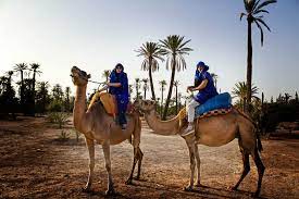 Ride a camel through the palm trees of the marrakech palmeraie. Marrakech Half Day Camel Ride In Palm Grove Getyourguide