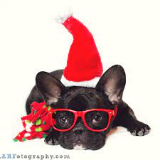 Frenchie Friday Cute French Bulldog Baby French Bulldog French Bulldog Dog
