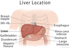 This diagram depicts liver location and explains the details of liver location. Liver Anatomy Location And Function Ehealthstar