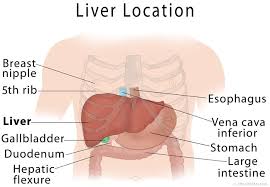The liver's major functions are in the metabolic processes of the body. Liver Anatomy Location And Function Ehealthstar