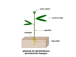 History and etymology for plantula. Morfologia De Las Plantulas