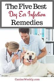 Top 5 Best Dog Ear Cleaners In 2020 Canine Weekly Dogs Ears Infection Dog Ear Infection Remedy Ear Infection Remedy