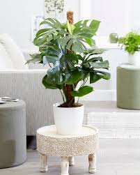 Image result for Monstera