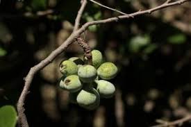 Image result for Catunaregam swynnertonii