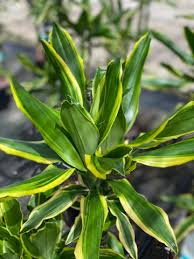 Image result for Dracaena steudneri