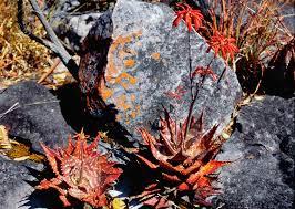 Image result for Monadenium pedunculatum