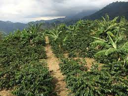 We did not find results for: Exploring Jamaica Blue Mountain Coffee Epicure Culture Epicure Culture