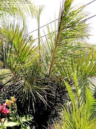 Image result for Raphia rostrata